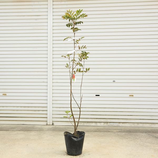 Amazon.co.jp: 庭木・植木：ナナカマド（ななかまど）七竈 特大株 現品